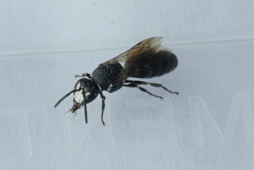 Réf. 186 379 : Hylaeus sp.